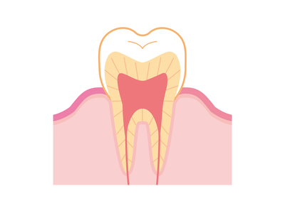 歯 断面
